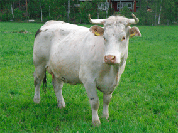 Karppilan lehma Conda